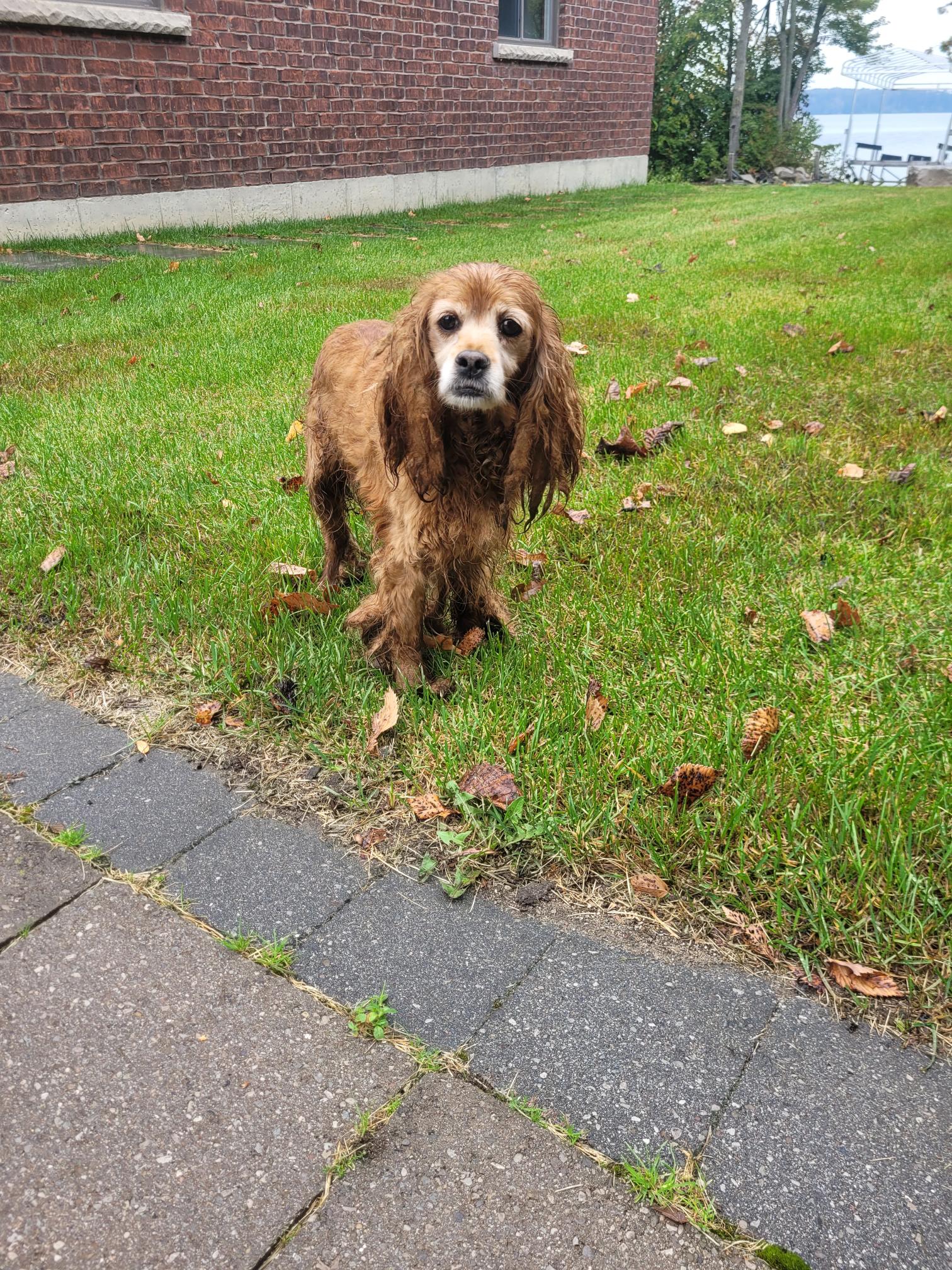 Cocker Spaniel Dog