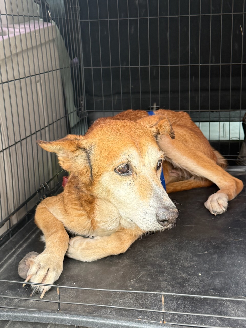 Brown/Beige coloured dog